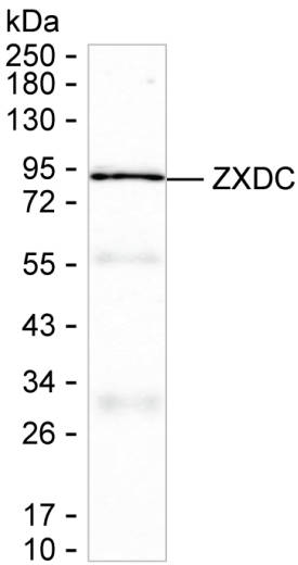 ZXDC